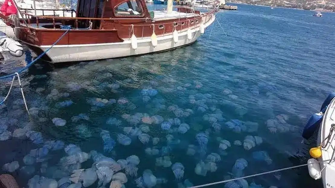 Foça’da denizanası istilası turizmi vurdu