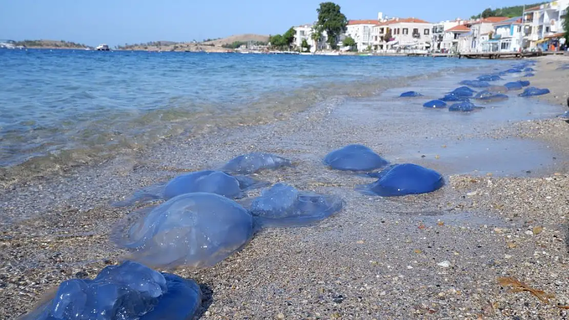 Foça’da yüzlerce denizanası plajlara vurdu