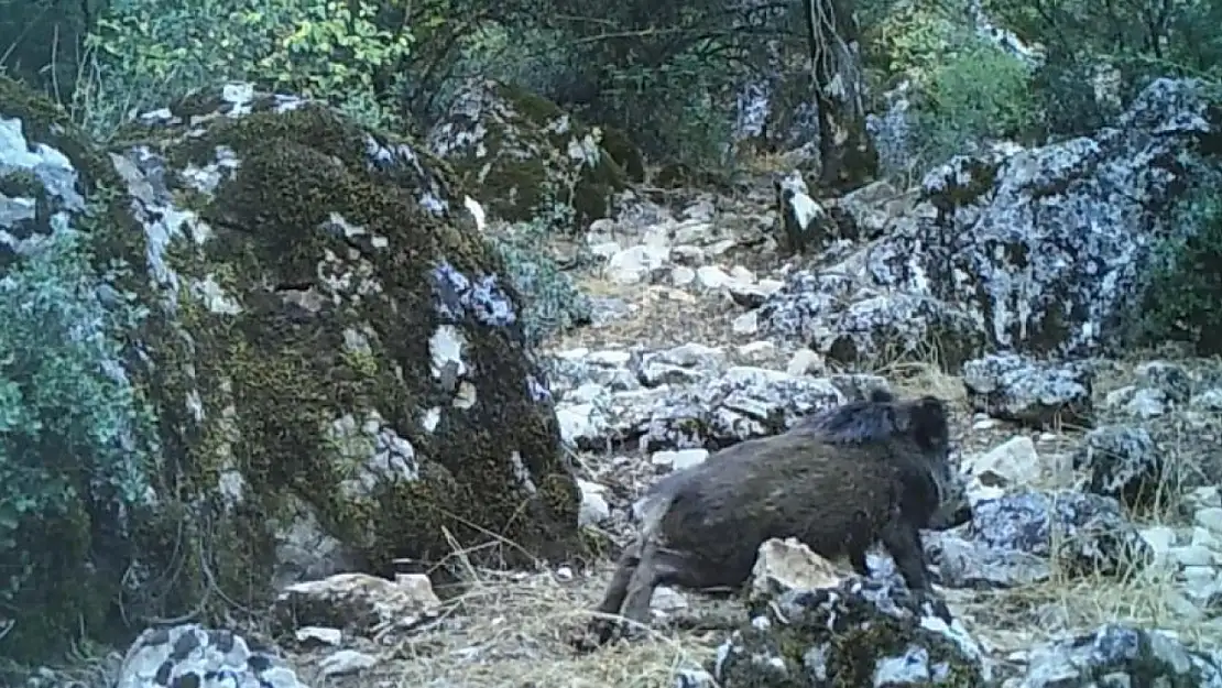 Fotokapanlara yansıyan doğal anlar! Yaban domuzları çamur banyosunda