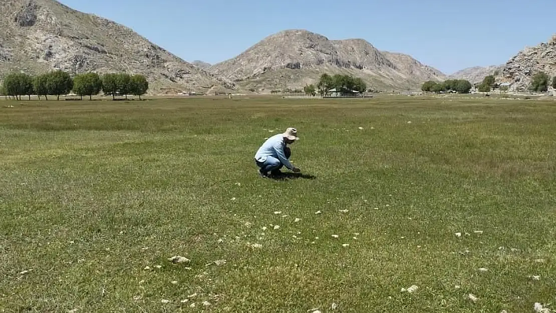 Gazipaşa yaylalarında çekirge üzerine bir sürvey çalışması gerçekleştirildi