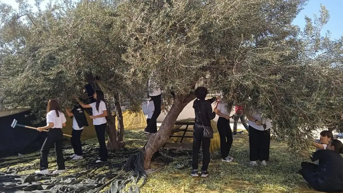 Gençlerin zeytin hasadı: Aliağa'da sürdürülebilir tarım seferberliği!