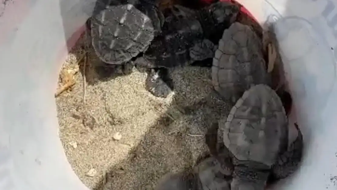 Gökçeada'da caretta caretta yuvası bulundu