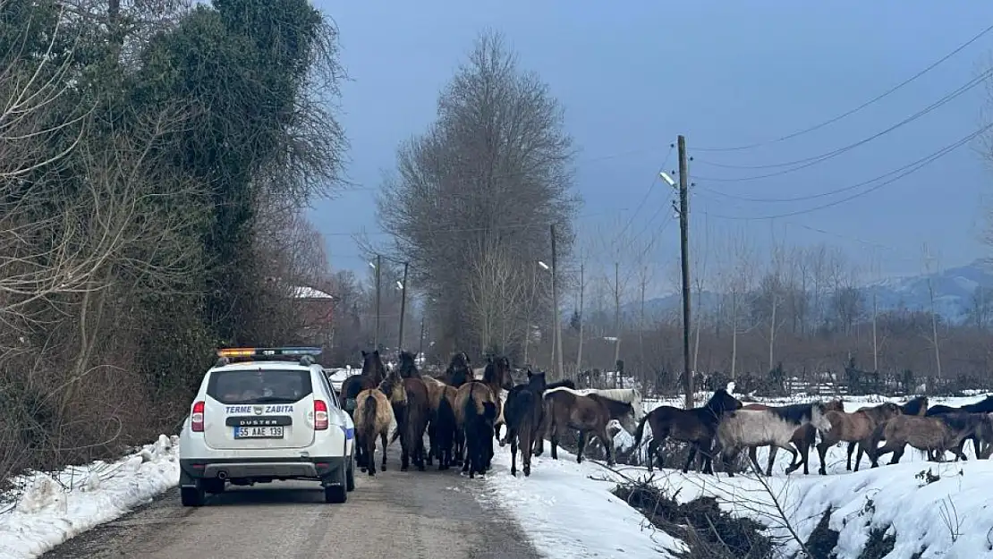 Gören telefona sarıldı! Başıboş atlar ekipleri alarma geçirdi