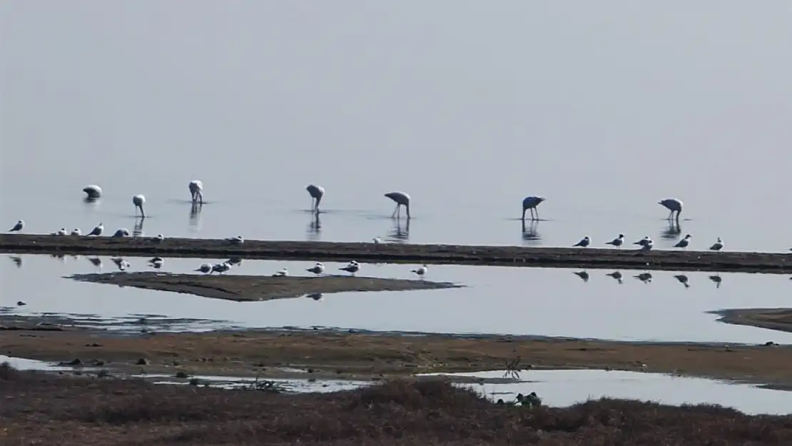 Gören telefona sarıldı: İznik Gölü'nde flamingo molası