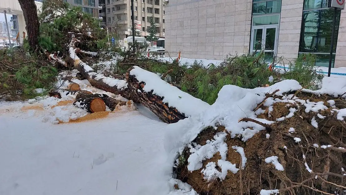 Görüntülere inanmayacaksınız! Yoğun kar ağacı devirdi