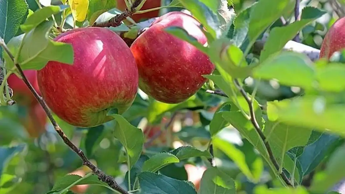 Kalp hastalıkları riskini azaltıyor