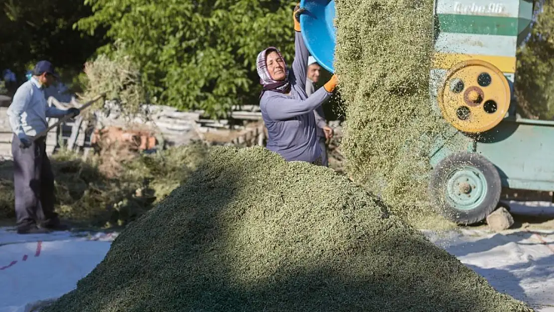 Hasadı tamamlayan kekik üreticileri sezondan umduğunu bulamadı