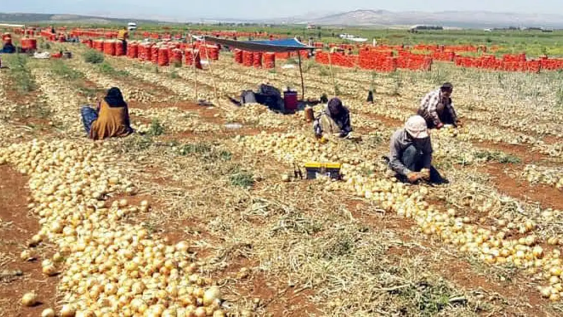 Hasat arttı, soğan tarlada 5 lira oldu