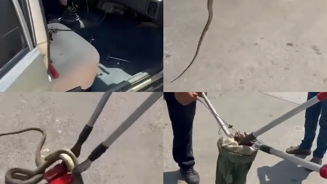 Hastane otoparkında yılan paniği!