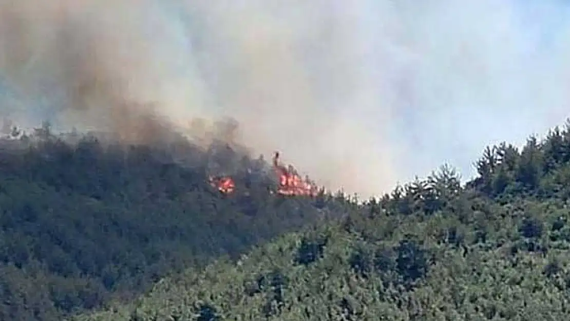 Hatay'da orman yangını