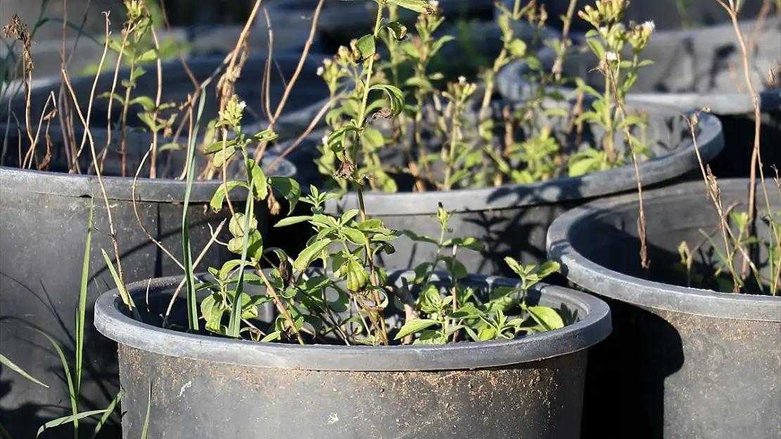 Hem tatlandırıcı amaçlı hem de tıbbi aromatik: Stevia bitkisi