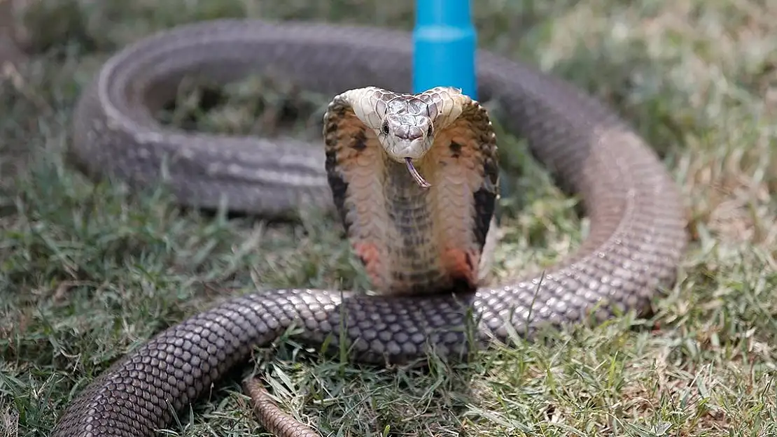 Hindistan’da bir kadın, erkek arkadaşını zehirli kobra ile öldürdü