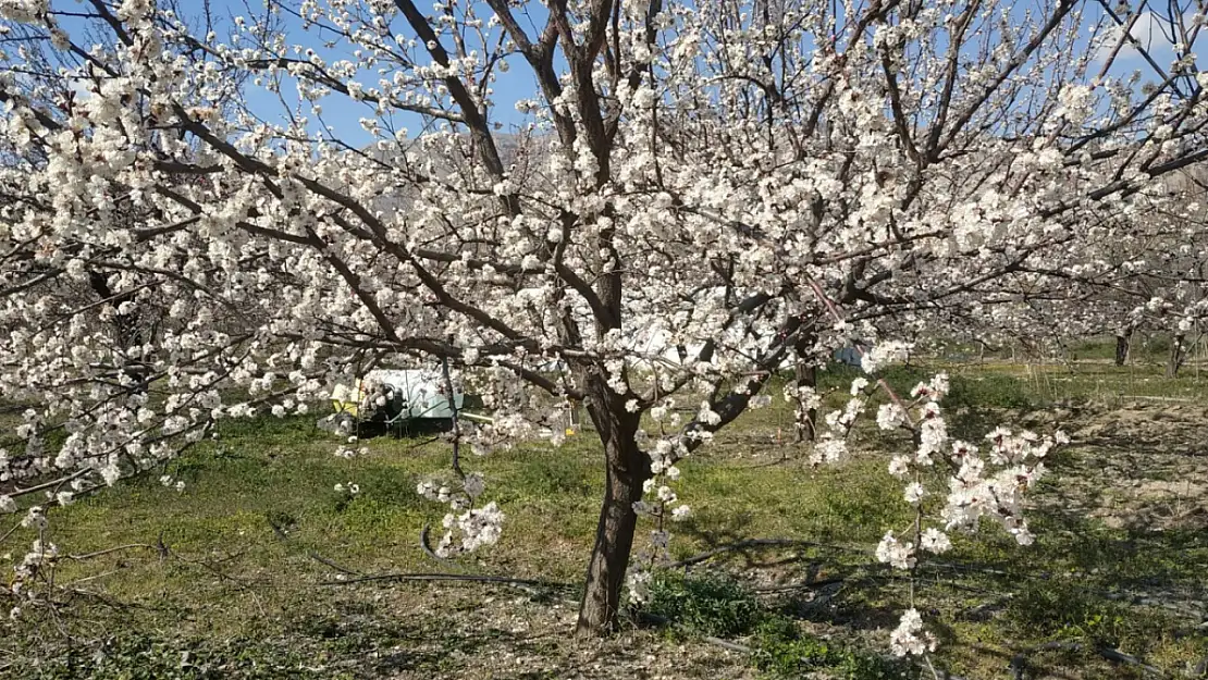 İçtiğinizde bağışıklığınızı zirveye taşıyan çay ile tanışın