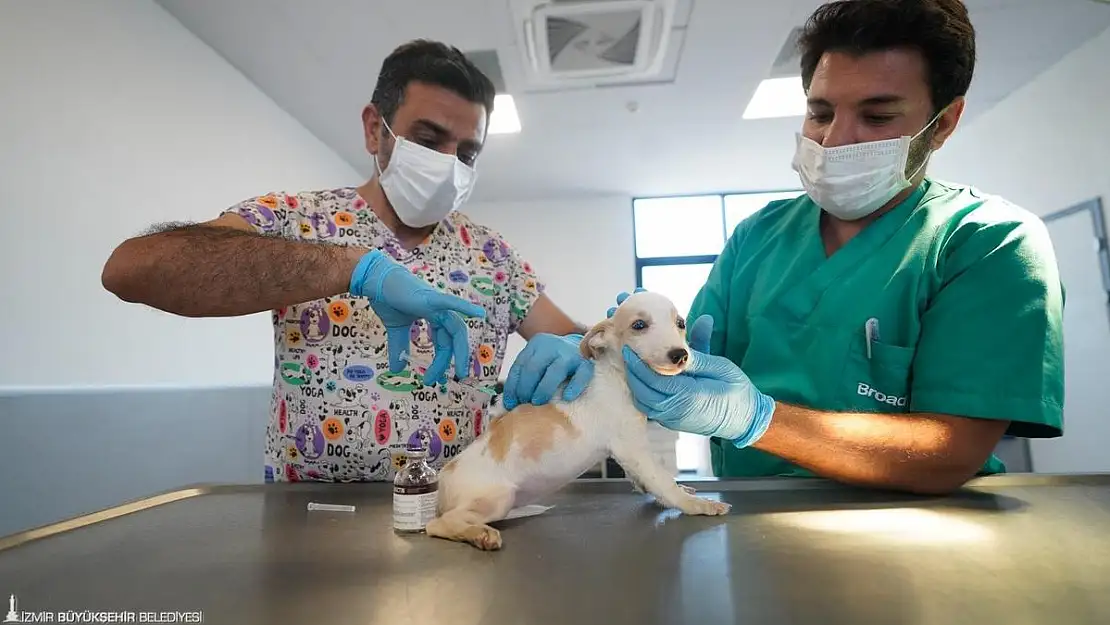 İlk kamu hayvan hastanesi İzmir'de açılıyor