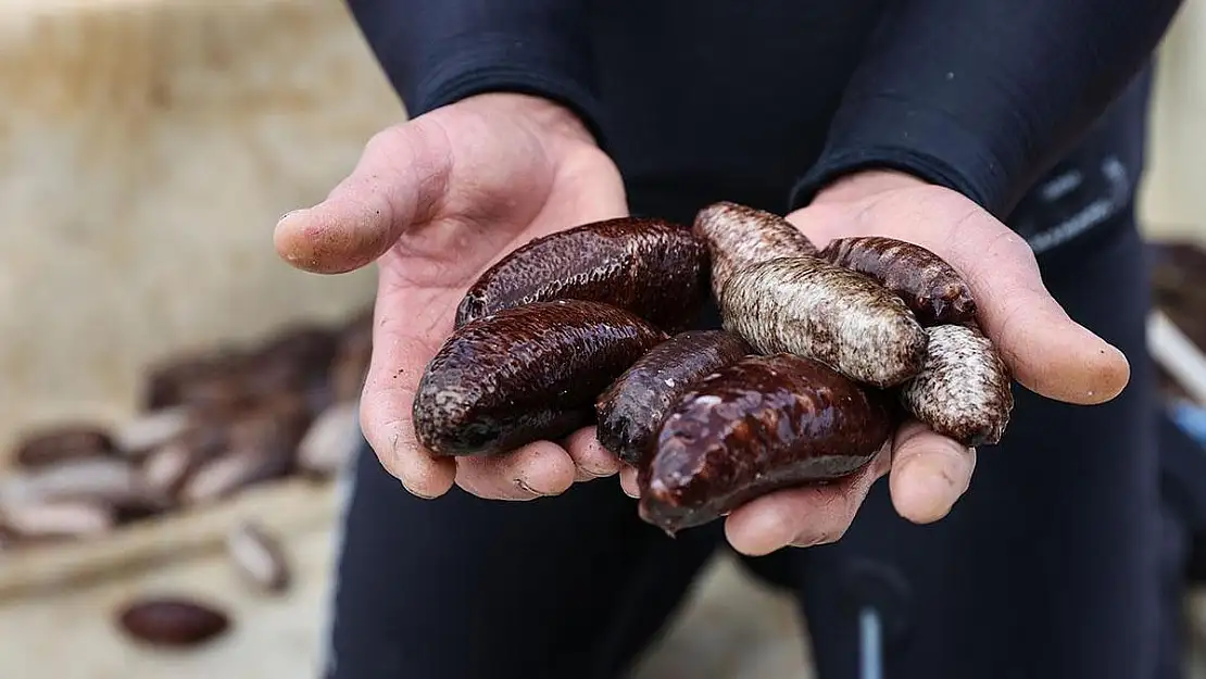 İmha etmeleri gerekirken deniz patlıcanlarını sattılar