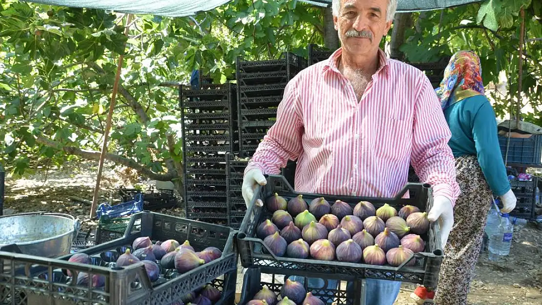 İncirde rekolte düştü, fiyat arttı