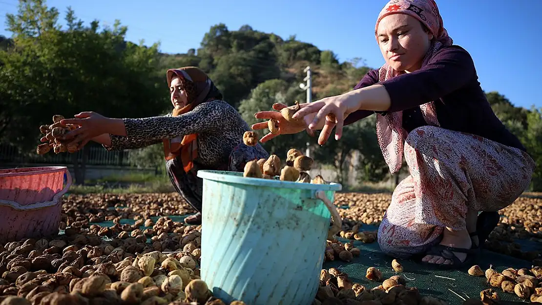 İncirler dalında kurudu