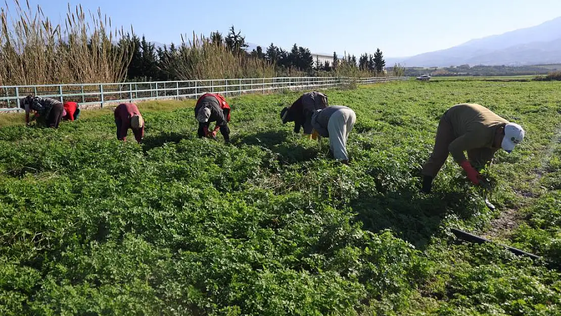 İnsanlar zehirlenmesin diye işçiler günlerce mesai yapıyor