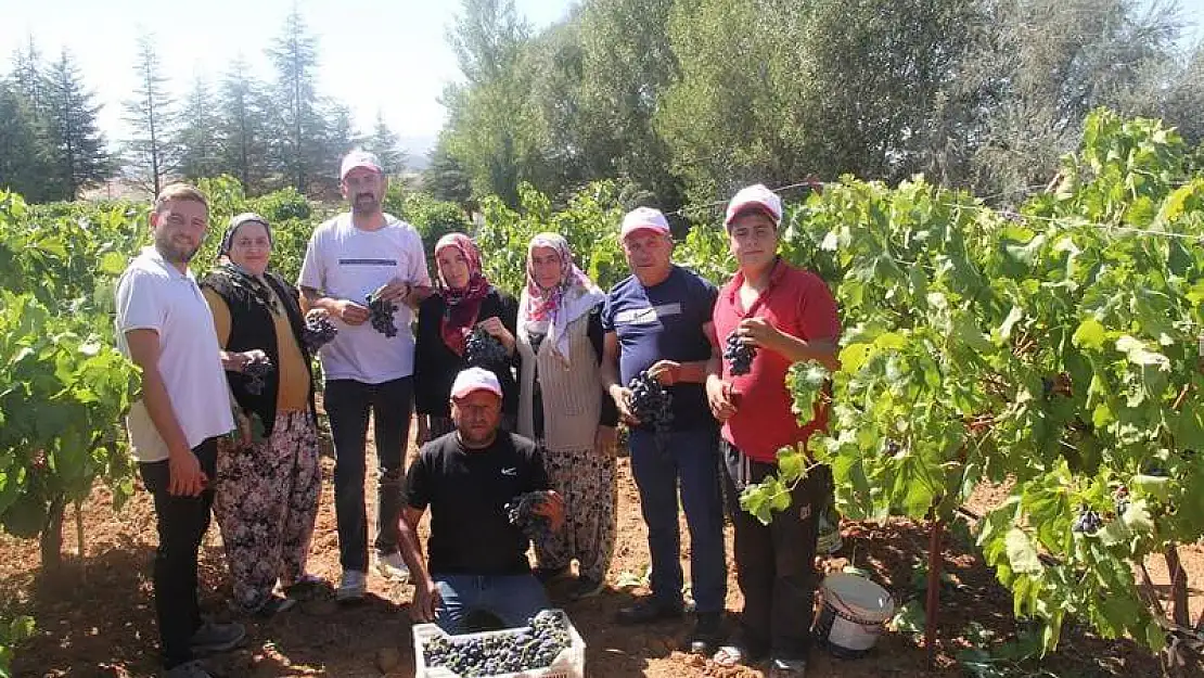 Isparta'da üzüm hasadı