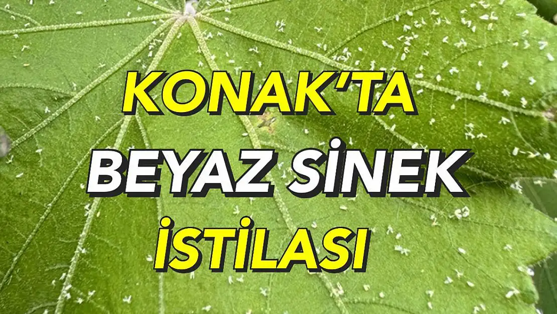 İzmir'de beyaz sinek istilasına tepki!