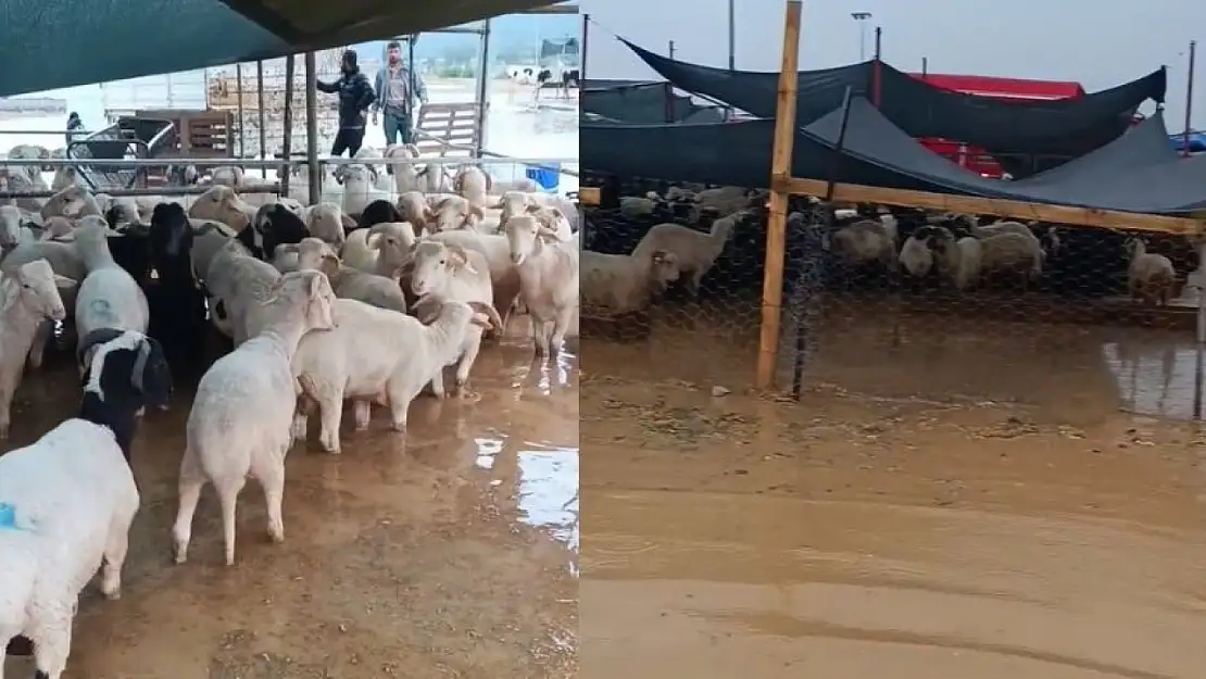 İzmir'de kurban pazarı göle döndü! AK Partili Yıldız'dan belediyeye sert tepki
