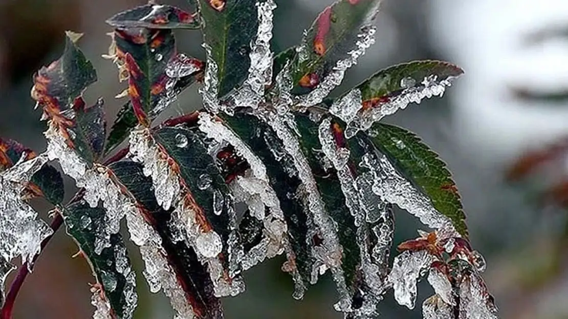 İzmir'de yaşayanlar dışarı çıkarken bir daha düşünsün: Meteoroloji duyurdu