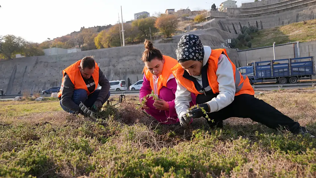 İzmir'in yeşil örtüsü dönüşüyor