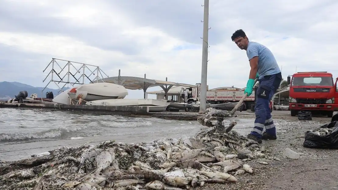 İzmir Körfezi'nde balık ölümleri devam ediyor