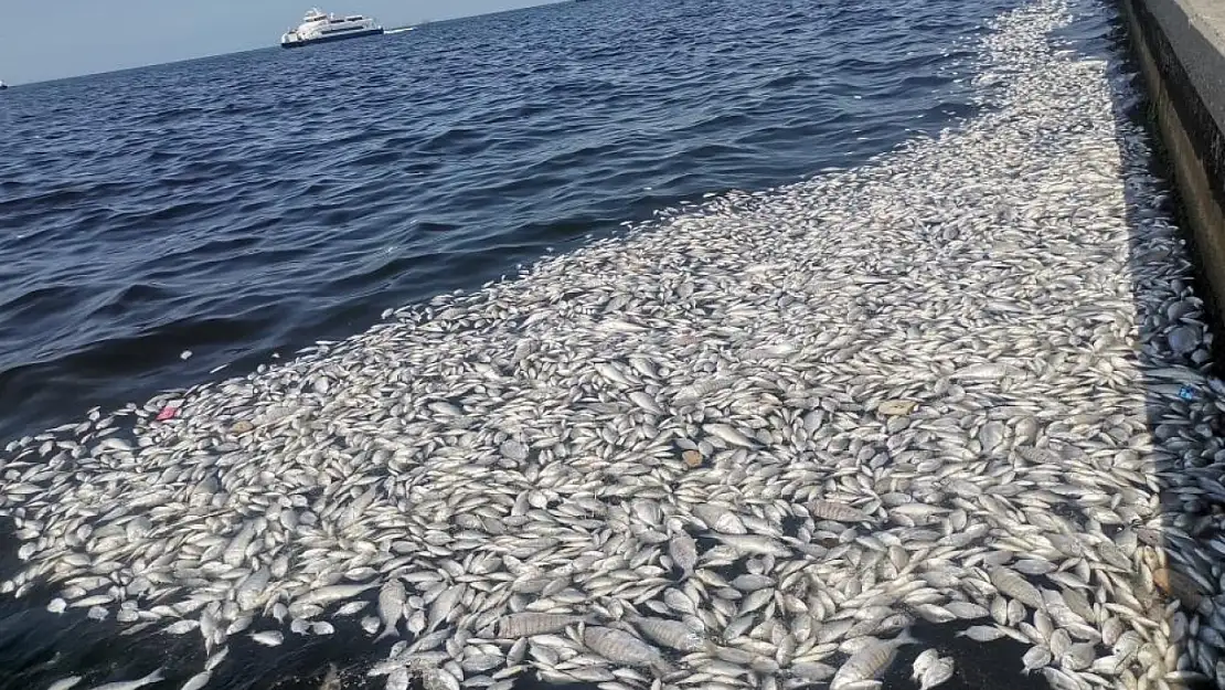 İzmir Körfezi'nde felaket büyüyor 