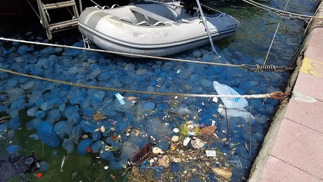 İzmir Körfezi’ndeki Denizanası istilasının nedenini uzman açıkladı