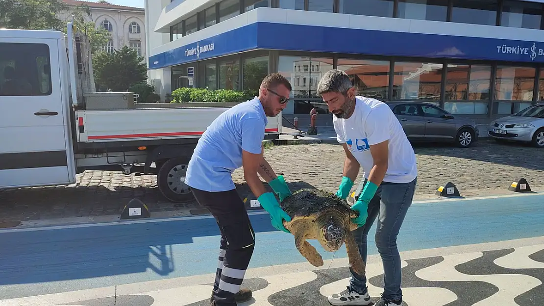 İzmir’de Caretta Caretta bulundu