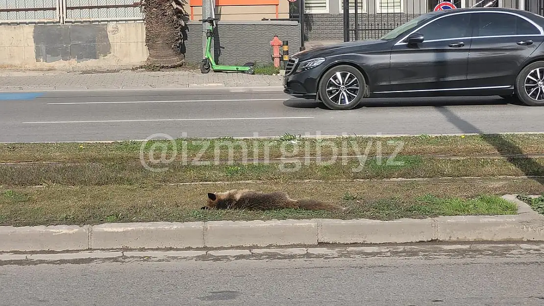 İzmir’de ilginç bir kaza… Tramvay tilkiye çarptı!