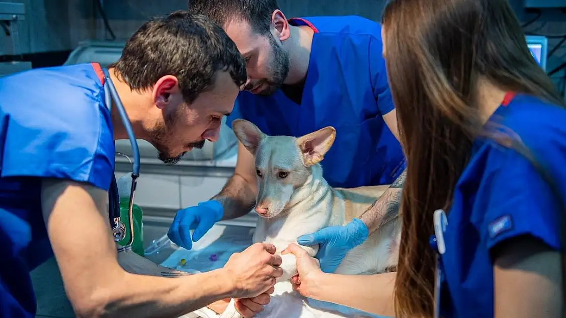 İzmir’de sahipsiz sokak köpekleri için rehabilitasyon hizmeti!