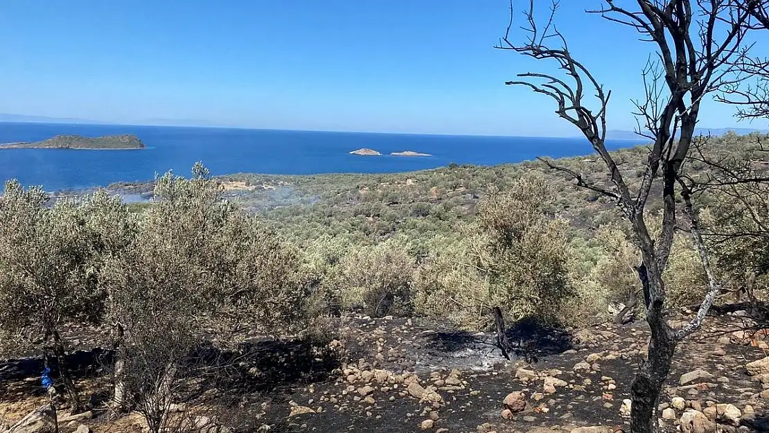 İzmir’in Dikili ilçesinde başlayan orman yangını kontrol altında