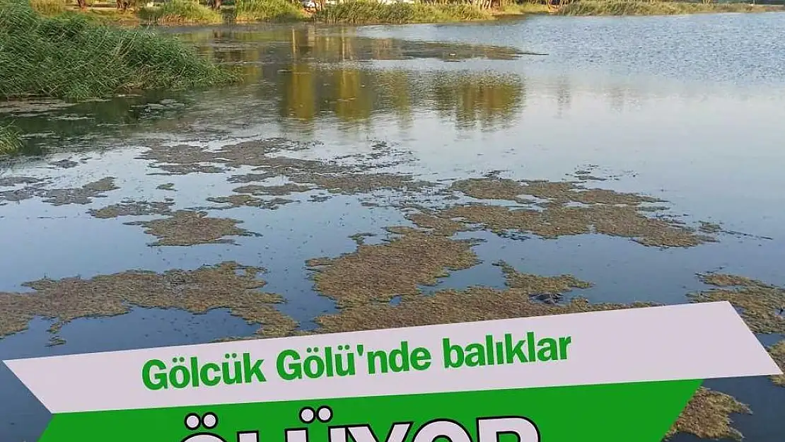 İzmir’in Gölcük Gölü’nde balık ölümleri