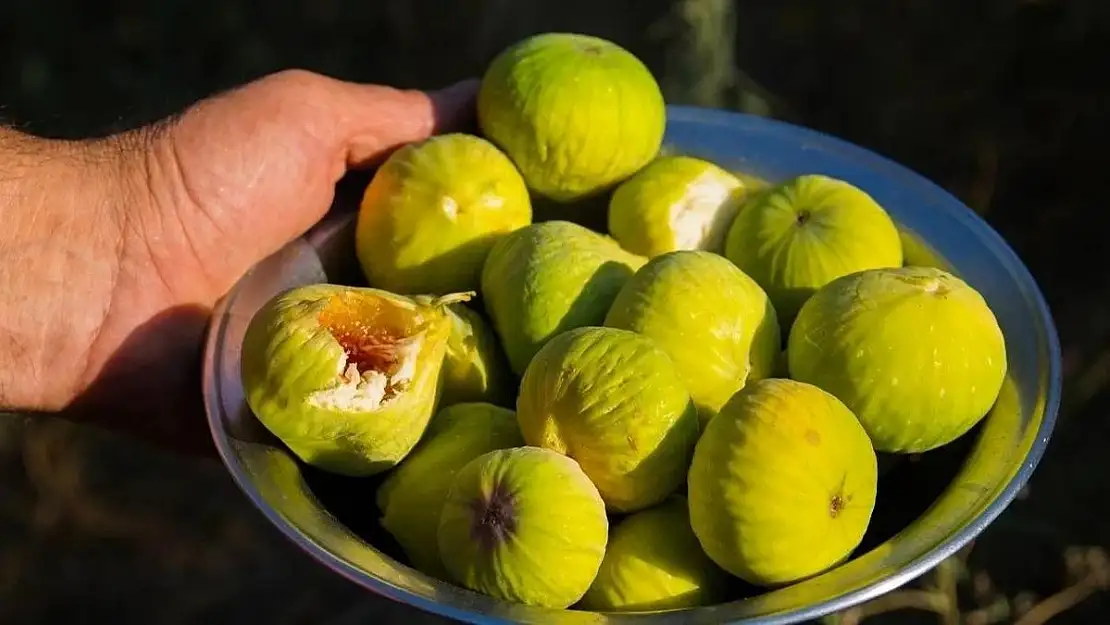 İzmir’in özel tropik meyvesi