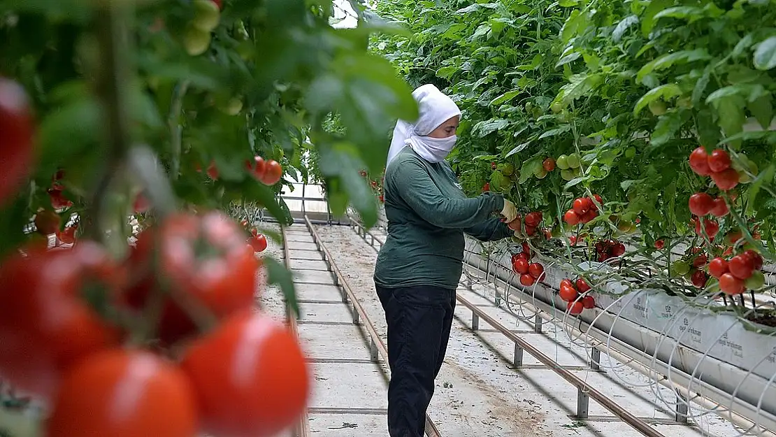 Jeotermal ile ürün yetiştirmek mümkün!