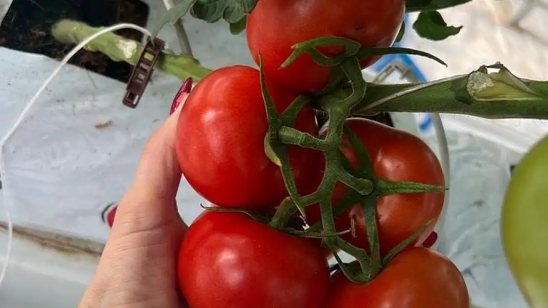 Jeotermal ısıtmalı serada ilk hasat