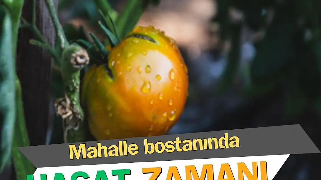 Kadifekale mahalle bostanında hasat zamanı