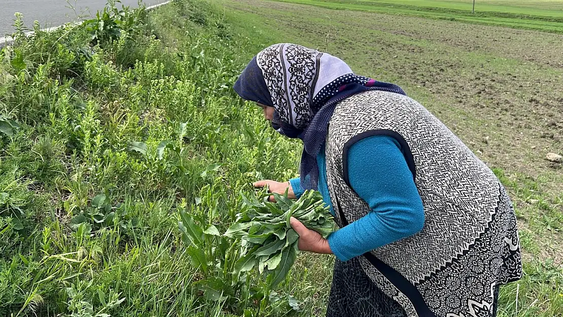 Kadınlar doğanın şifasını topluyor