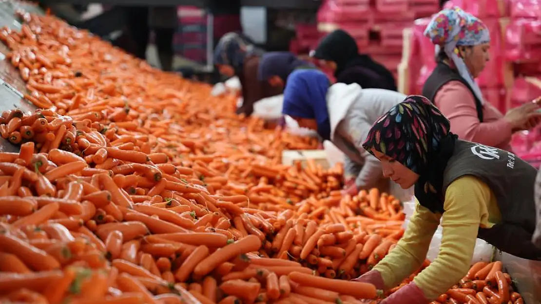 Kadınların elle sökümünü yaptığı havuç dünya pazarına hazırlanıyor