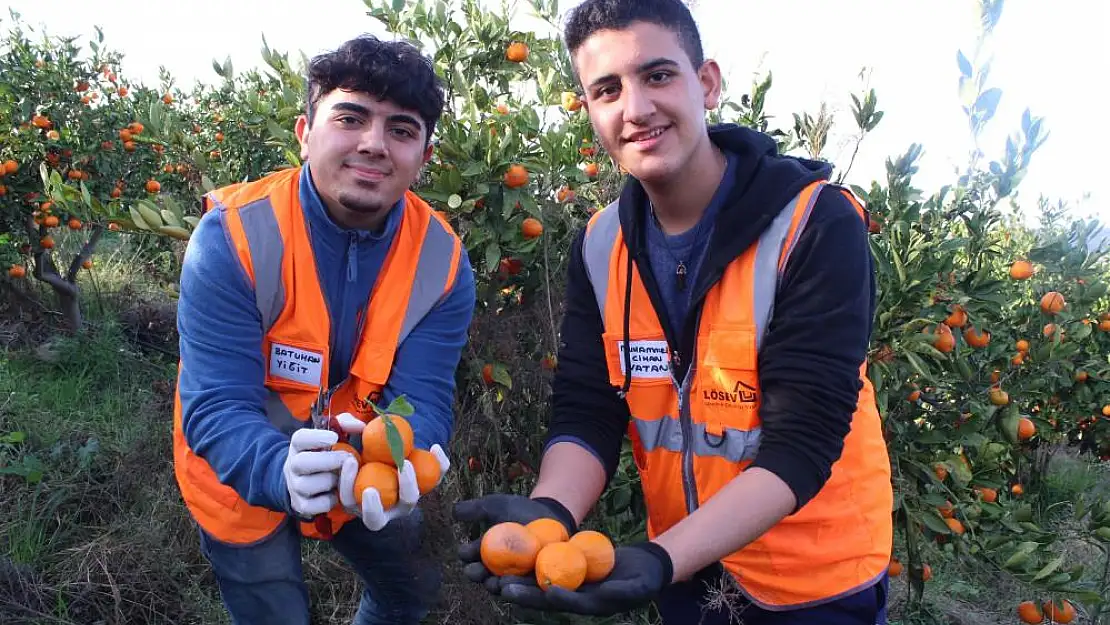 Kanserli hastalar için mandalina hasadı yapılıyor