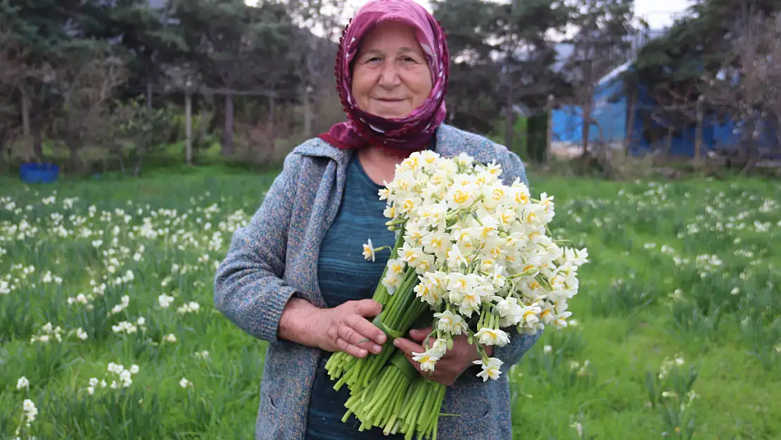 Karaburun'u saran nergis kokusu, çiftçilerin yüzünü güldürüyor!