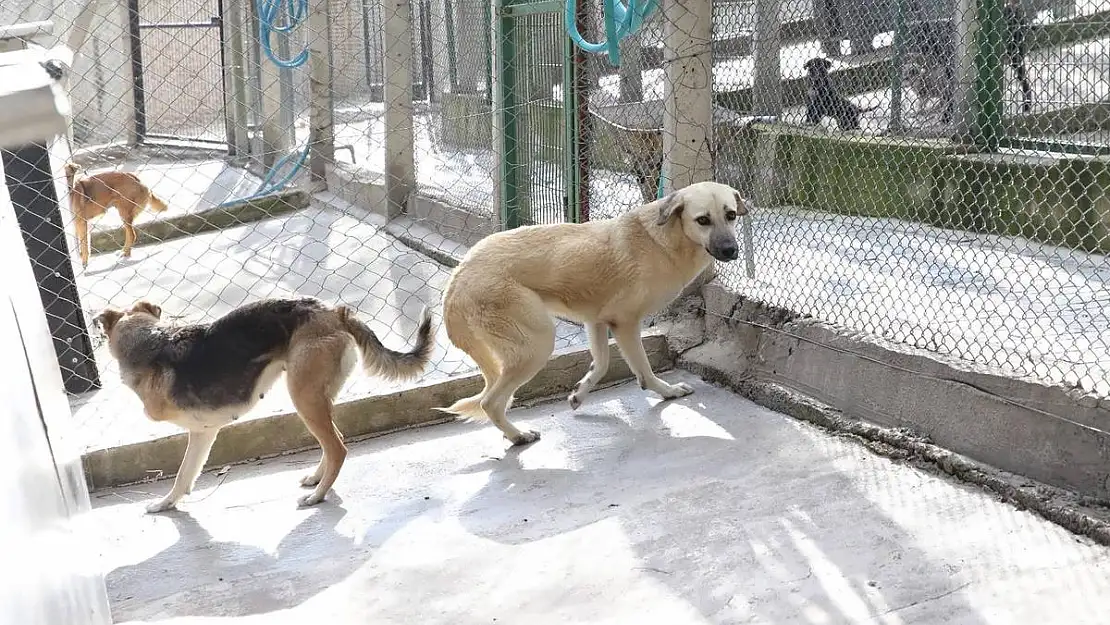 Karşıyaka ampute köpeklere yuva oluyor