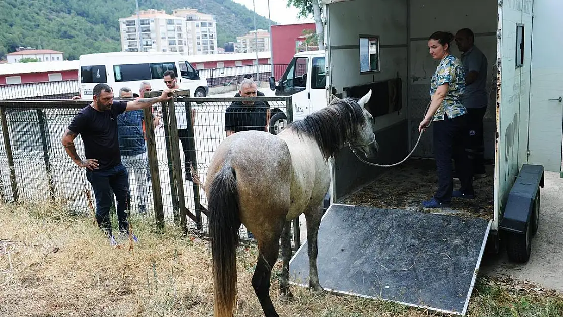 Karşıyaka'da başıboş at operasyonu yapıldı