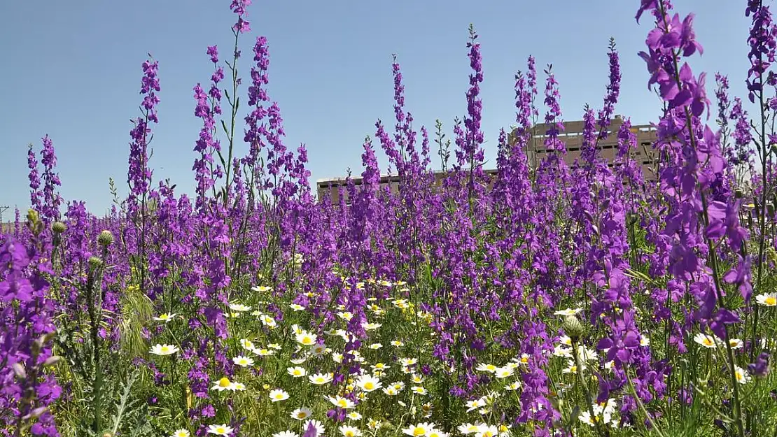 Kars’ta bir lavanta bahçesi