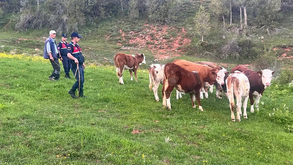 Kaybolan büyükbaş hayvanları jandarma buldu!