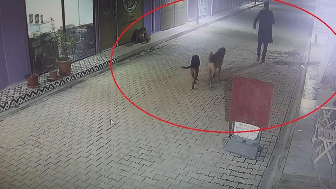 Kedileri köpeklere parçalatan cani gözaltında!