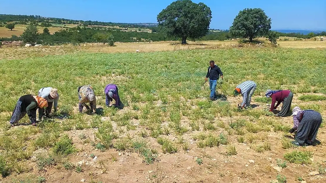 Kekikten Denizli'ye 66 milyon dolar