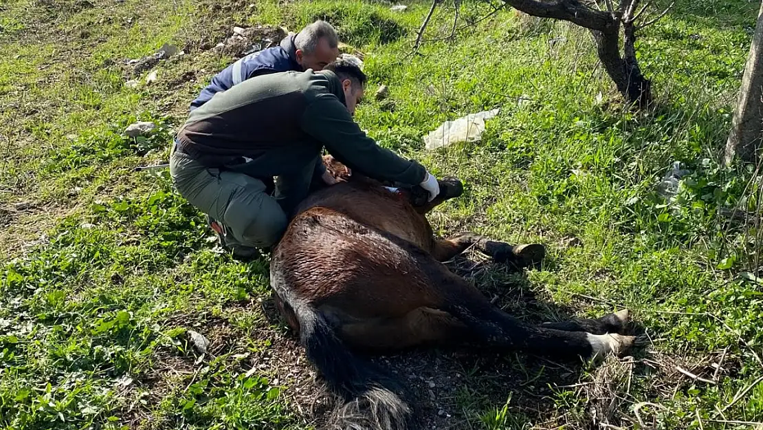 Kemalpaşa'da yaralı yılkı atı kurtarıldı: Doğal yaşama geri döndü